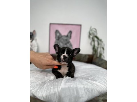 French bulldog bebekler