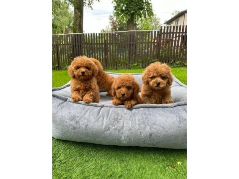 Toy poodle bebeklerimiz