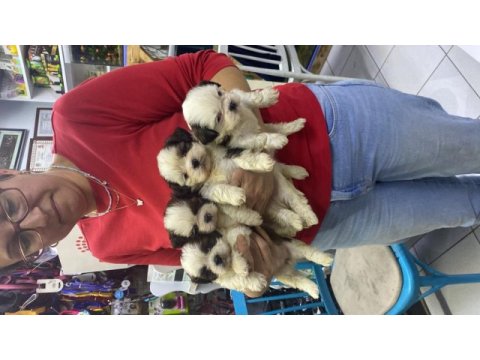 A kalite shih tzu yavrular