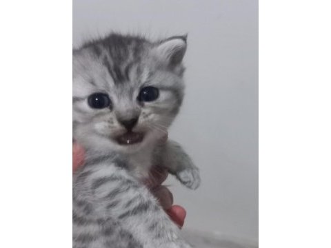 Scottish fold yeni yuva için hazırız