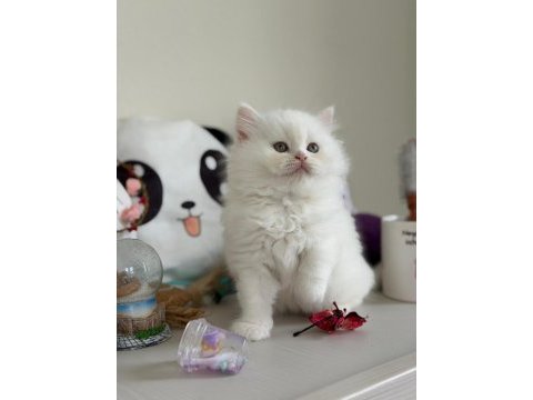 Sarkan british longhair