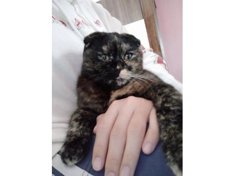 Scottish fold kedimizi sahiplendiriyoruz