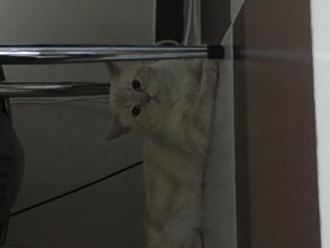 Kedi çok tatlı ailemde tüy alerjisi olduğu için vercem