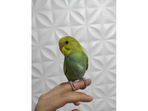 Muhabbet kuşu yavruları