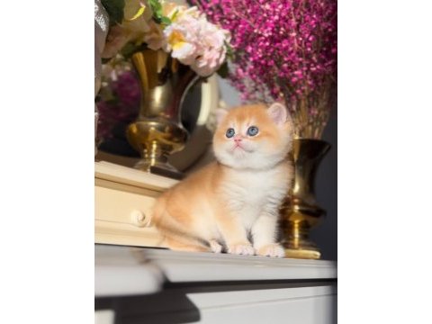 Altın parlaklığında golden british shorthair 