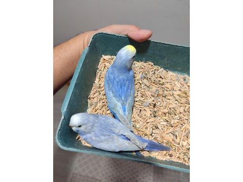 Rainbow muhabbet kuşu bebekler