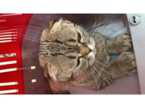 Scottish fold