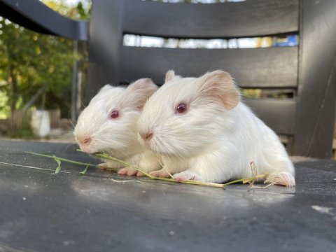 İkiz albino dişi sheltie guinea pig yavrular