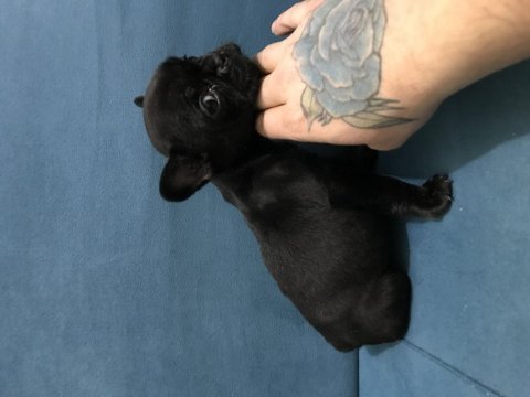 Podell_ankara sizin için seçtiği özel french bulldoglar