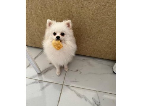1 yaşında erkek pomeranian eğitimli kar beyazı renkte