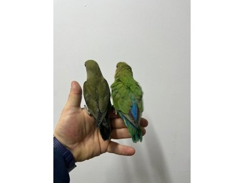 Full evcil çağırınca gelir sevda papağanı bebekler