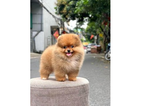 Mersinin en seçkin pomeranian boo yavruları
