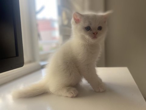 Safkan british shorthair