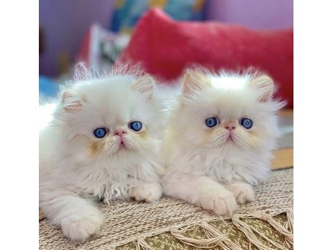 Exotic shorthair yavrular evinizin neşesi olacaktır 