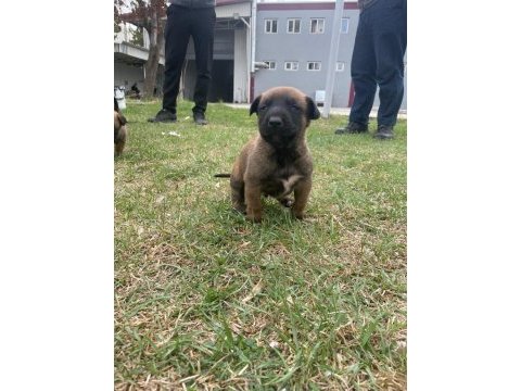 Yavru belçika malinois