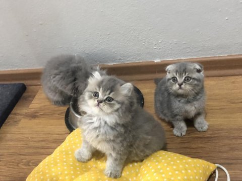 45 günlük sevimli scottish fold yavrular