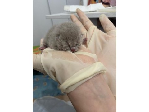 Sağlıklı eğitimli british shorthair safkan yavru