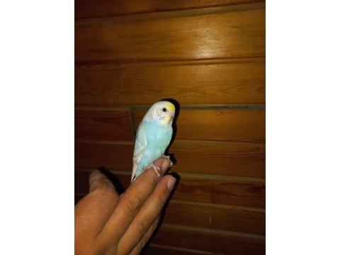 Muhabbet kuşu yavru
