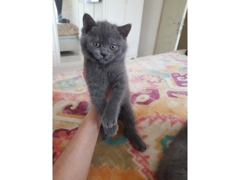 British shorthair yavru kedilerimiz