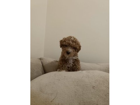 Kıvırcık dişi maltipoo bebek