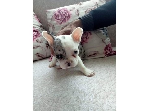 Fransız bulldog