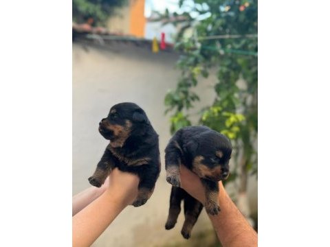 Varsa daha iyisi oda annesi rottweiler
