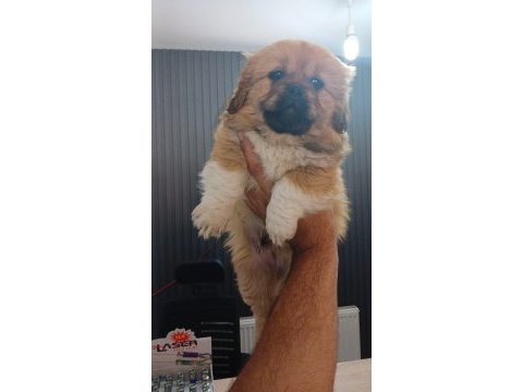 Çok tatlı pekinez köpeğimiz