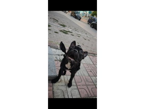 Erkek french bulldog