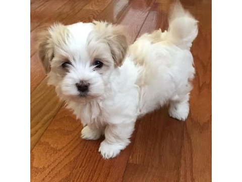 Morkie yavrularımızı canlı görerek alabilirsiniz