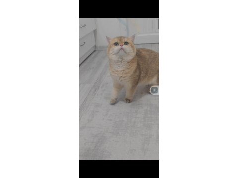 British shorthair kedimiz