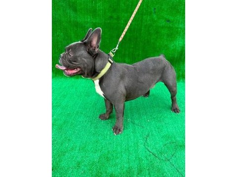 Blue erkek french bulldog