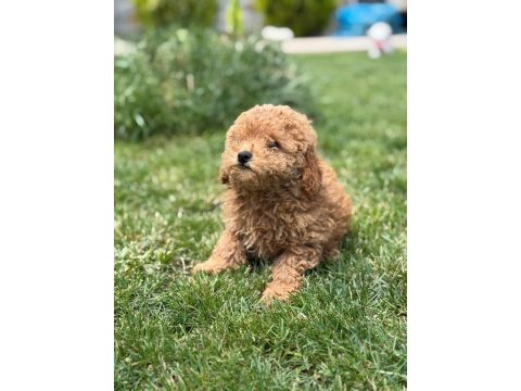 Bebek gibi poodle yavrularımız hazır