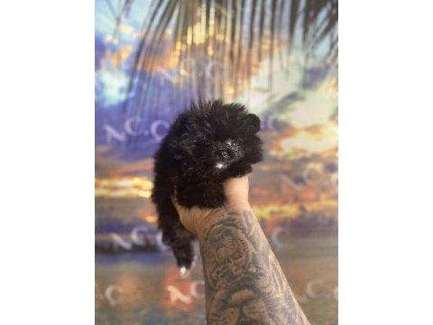 Kendini farklı hissedenler için pomeranian