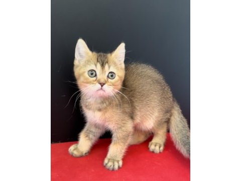34 yıllık canpette british shorthair yavruları silver