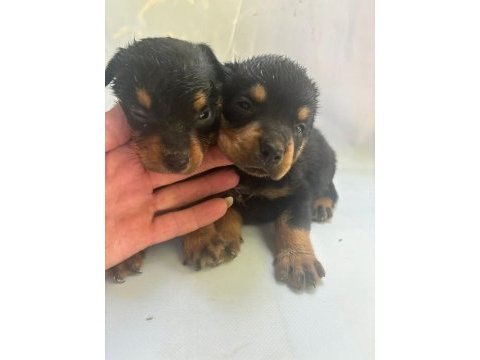 Rottweiler yavrularımız yeni yuvasını arıyor