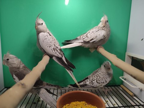 Bebek sultan papağanlar eğitime açık
