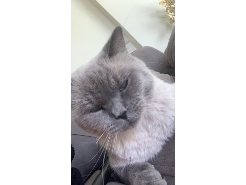 Bu yakışıklı british shorthair oğlumuzu sahiplendiriyoruz