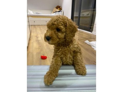 Kendi toy poodle yavrularımız dişi - erkek
