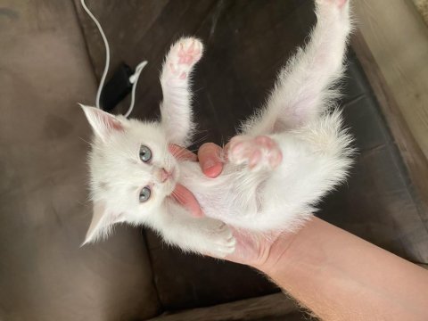 Beyaz renkli gözlü shorthair ve longhair olarak vardır