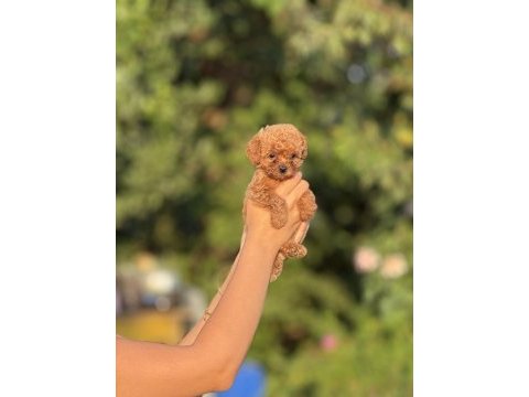 En küçük boy teacup bebekler 