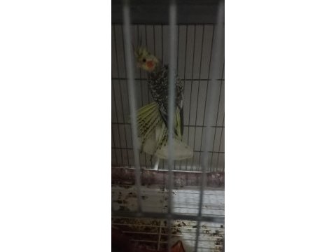 Sahibinden yavru sultan papağanı