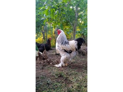 Dev light brahma