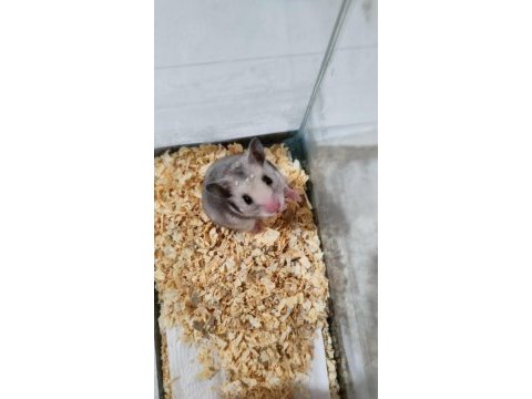 Tam takım hamster
