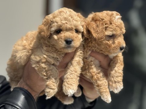 Show kalite kore tea cup maltipoo yavrularımız