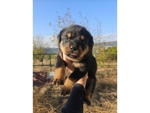 Onlar dünya şampıyonu rottweiler torunları