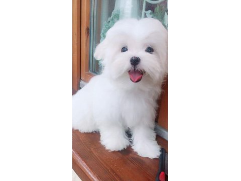 Maltese terrier yavrularımız canlı görerek alabilirsiniz