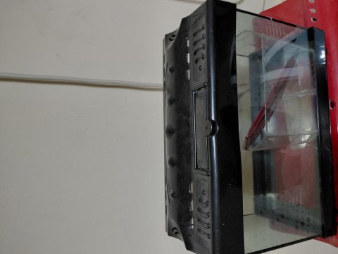 Akvaryum fanus betalık motor