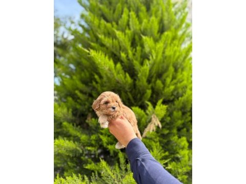 Tea cup maltipoo yavrularımız