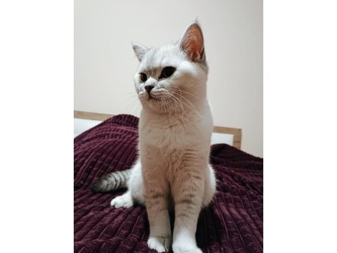 Safkan british shorthair bluepoint 6 aylık erkek