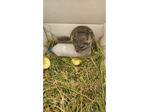 Çinçila (chinchilla)